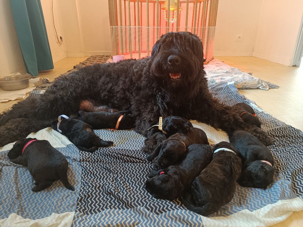 de la Mallerie des Landelles - Bouvier des Flandres - Portée née le 18/04/2025